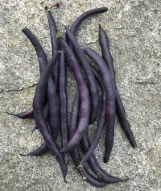 Purple Queen Bush Bean