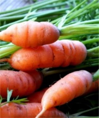 Adelaide Baby Carrot