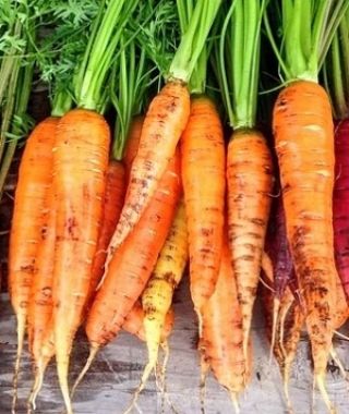 Danvers Half Long Carrot