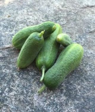 Moringa Pickling Cucumber
