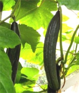 Pepinex English Greenhouse Cucumber