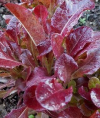 Brigitte Red Loose-leaf Lettuce