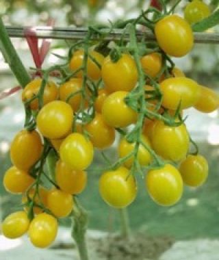 Yellow Jelly Bean Grape Tomato
