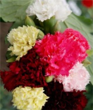 The Chabaud Carnation Mixture
