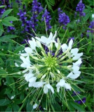 White Queen Spider Flower