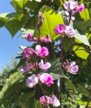Moon Shadow Hyacinth Bean Vine