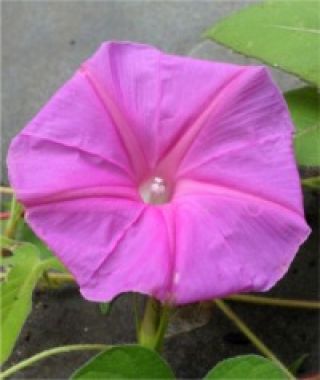 Candy Pink Morning Glory