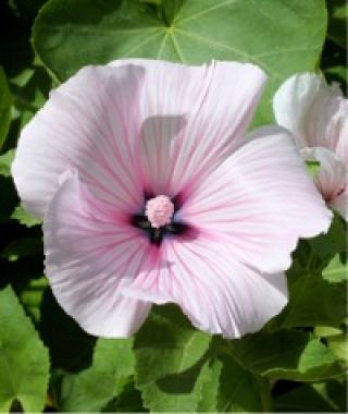 Silver Cup Tree Mallow
