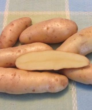 Russian Banana Fingerling Potato