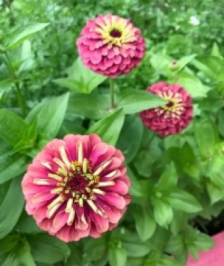Queen Red Lime Zinnia