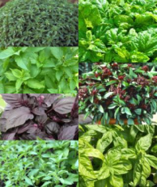 The Culinary Basil Collection