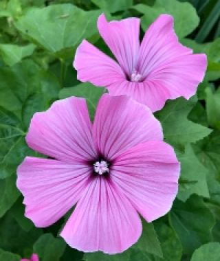 Mont Rose Tree Mallow