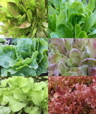The Tried-and-True Heirloom Lettuce Blend