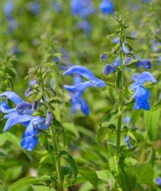 Oxford Blue Salvia