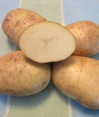 Kennebec Potato