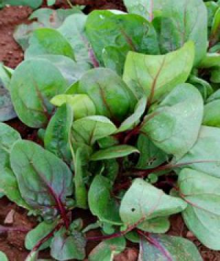 Red Tabby Spinach