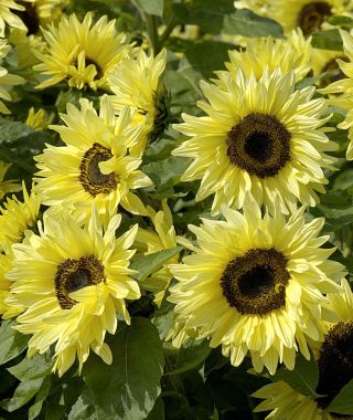 Garden Statement Sunflower